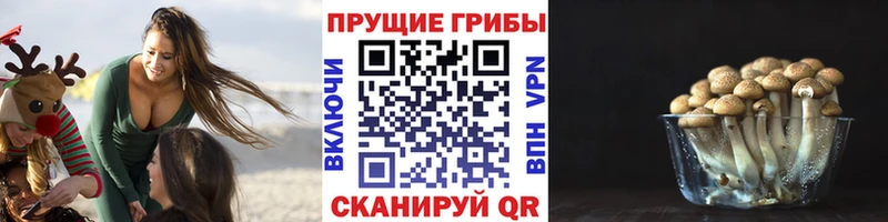 Псилоцибиновые грибы Psilocybe  omg ссылка  Николаевск 